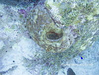 NE018 0229 Geodia neptuni.jpg