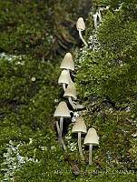 MASM08220 Agaricales.jpg