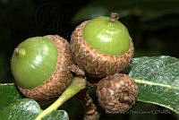 MDLLPG0118 Quercus castanea.jpg