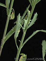 PTL0904 Lepidium virginicum.jpg