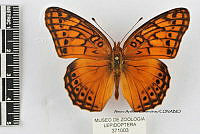 JF018 0362 Euptoieta hegesia meridiania.jpg