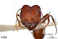 ME006 Hormi 0324 Pheidole gouldi.jpg