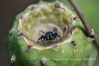 ZAPF0499 Paraphidippus aurantius.jpg