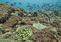 CNS1158 Urobatis concentricus.jpg