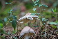 ZAPF 0800 Lepiota brunneoincarnata.jpg