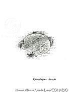 MARL0583 Rhinophrynus dorsalis.jpg