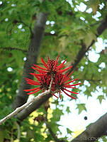 CGL0918 Erythrina americana.jpg