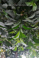 SG019 0425 Cestrum nocturnum.jpg