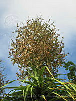 VWS&YRA0028 Beaucarnea pliabilis.jpg