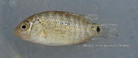 HE009 P 0273 Mojarra norteña.JPG