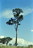 2120 Ficus cotinifolia.jpg