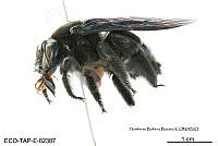 ME006 Abejas 0091 Xylocopa nautlana Cockerell, 1902.jpg