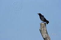 JF211 A 008 Quiscalus mexicanus.jpg
