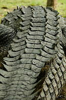 IMDOC0980 Crocodylus acutus.jpg