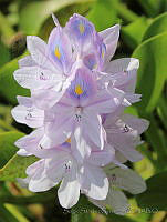 SSC02 Eichhornia crassipes.jpg