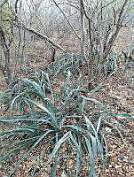 RG016 0559 Agave vivipara.jpg