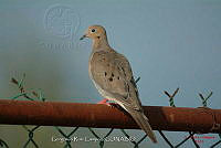 GRC0051 Zenaida macroura.jpg