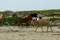 HJ6- 0392- Cabras (Capra hircus) en barra de Laguna de Chautengo.jpg
