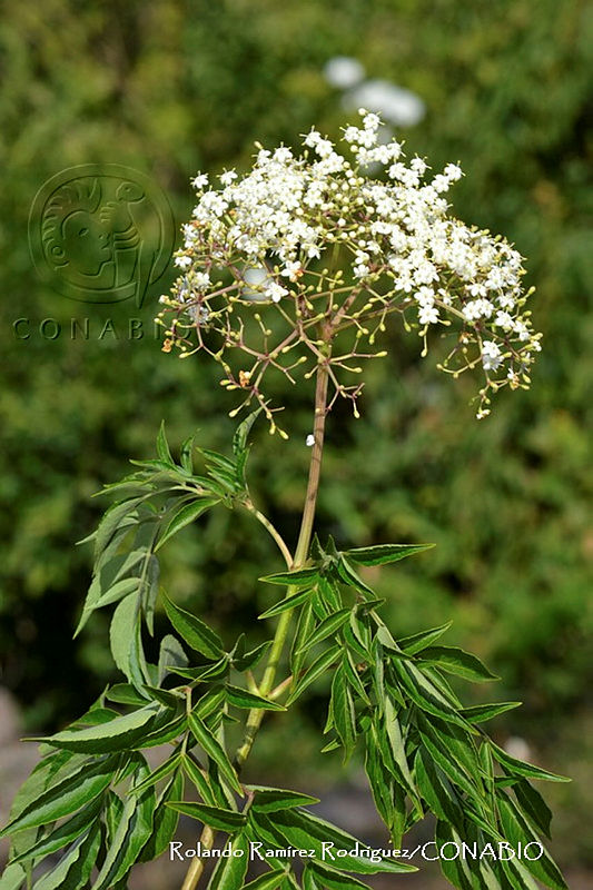RRR0805%20Sambucus%20mexicana.jpg.nye48on0MSGvoaFhQA3g0JtbmFja29CbnFuZ3NAbXJ6LGtwZwA.qtVvjArJHr