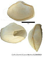 KT014 0385 Thracia squamosa.JPG