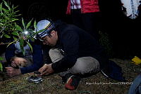 WI005 0067 Tliltocatl schroederi.jpg