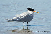AAKVDH 0070 Thalasseus elegans.JPG