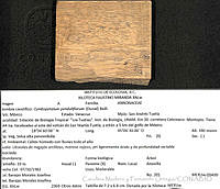 CMyFO 00591 Cymbopetalum penduliflorum.JPG