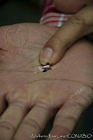 ARL00169 Dactylopius coccus.jpg