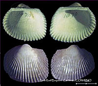 KT014 0413 Anadara transversa.JPG