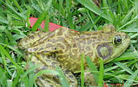 JCLV 007 Lithobates catesbeianus.jpg