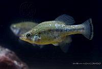 IMDOC2246 Ameca splendens.jpg