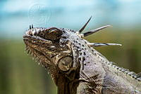 JCAD 013 Iguana iguana.jpg