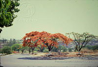 FGM3256 Delonix regia.JPG