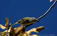 MGaves 2808 Vireo cassinii.jpg