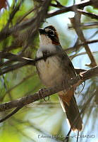 ELC0101 Melozone kieneri.jpg