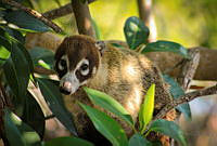 FBA0533 Nasua narica.jpg