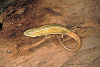 GC0071 Barisia imbricata.jpg
