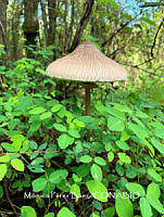 MN6PyH0045 Macrolepiota mastoidea.jpg