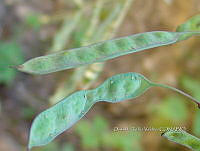 OTVBK029 0077 Acaciella tequilana.jpg