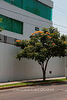 CGL4916 Spathodea campanulata.jpg