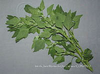 IMDOC4456 Amaranthus sp..jpg