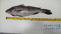 RE006 0045 Totoaba.tif