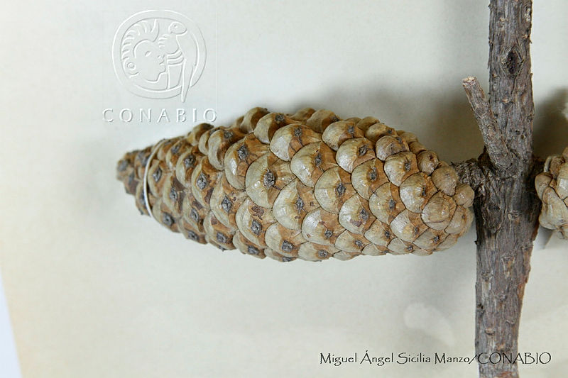 MASM06597%20Pinus%20greggii.jpg.rieQq4H0MQUHF19hQA3g0JtbmFja29CbnFuZ3NAbXJ6LGtwZwA.SSEMWr2Pe0