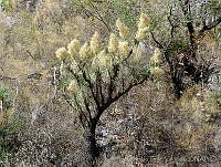 OTV0763 Beaucarnea gracilis.jpg