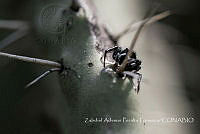 ZAPF0500 Paraphidippus aurantius.jpg
