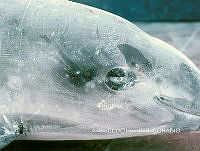 NBA0039 Phocoena sinus.jpg