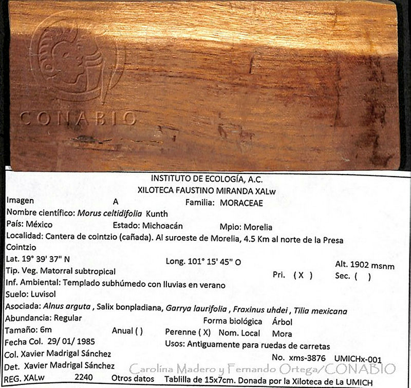 CMyFO%2000313%20Morus%20celtidifolia.JPG.rieAy5T0MdlX0cFhQA3g0JtbmFja29CbnFuZ3NAbXJ6LGtwZwA.8oELKlkfRl