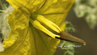 SM0298 Solanum rostratum.jpg