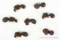 IMDOC3418 Atta mexicana.jpg