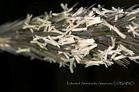 LAA128 Muhlenbergia nigra.jpg
